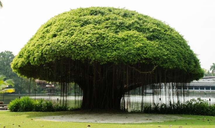 NOTHING GROWS UNDER THE BANYAN TREE